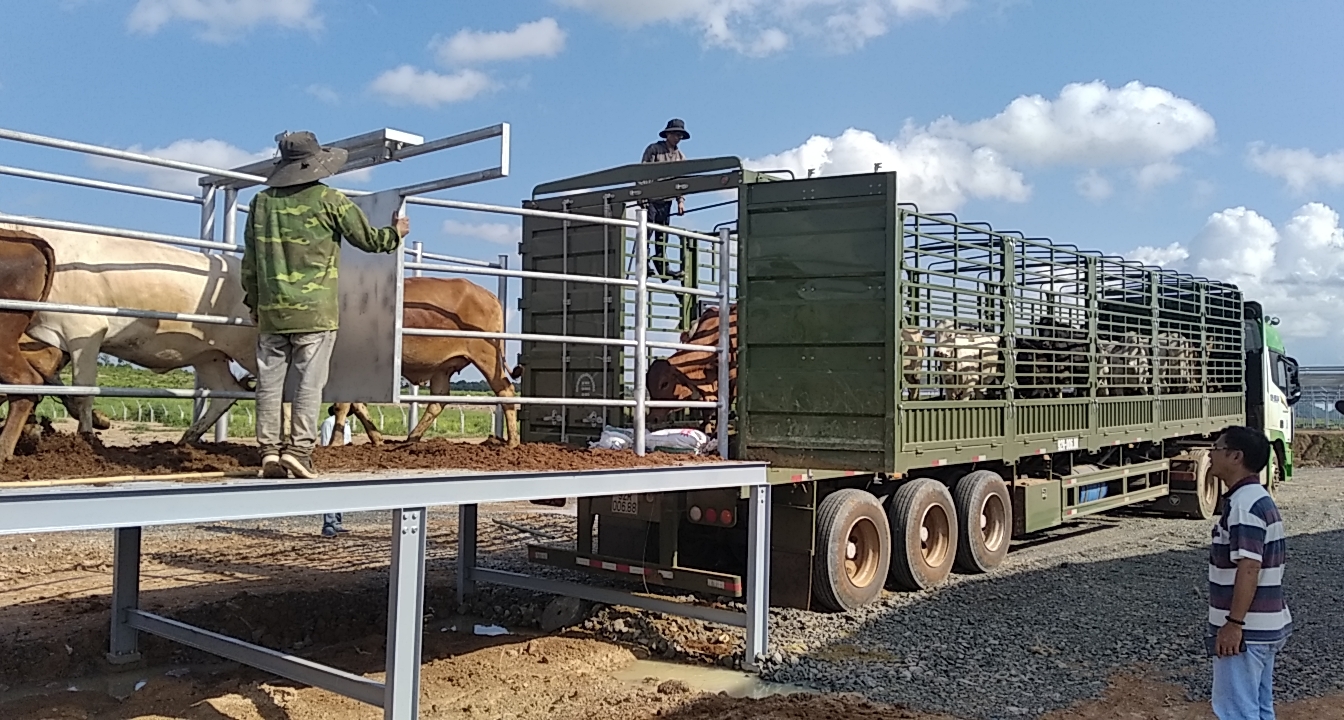 1. Vận chuyển bò vào trang trại .jpg