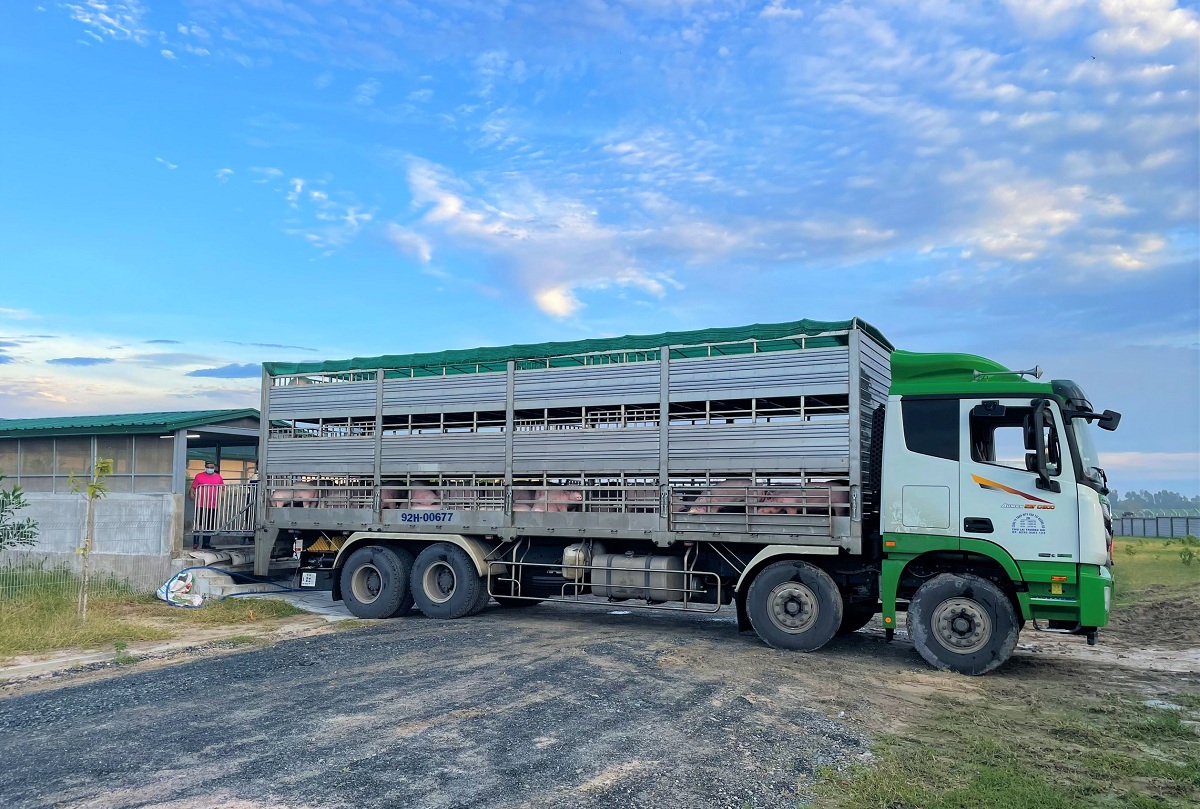 1.Chuẩn bị vận chuyển heo từ trang trại lên xe EDIT.jpg