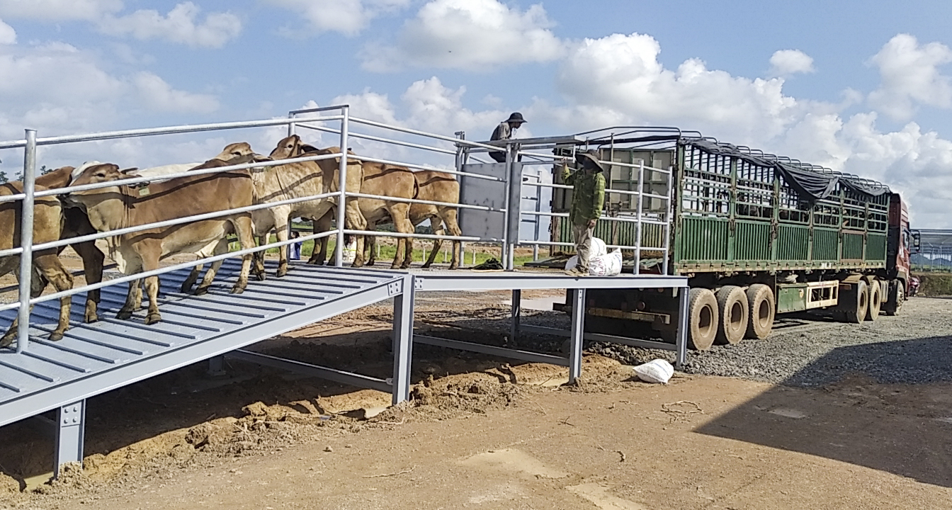 2. Vận chuyển bò vào trang trại_.jpg