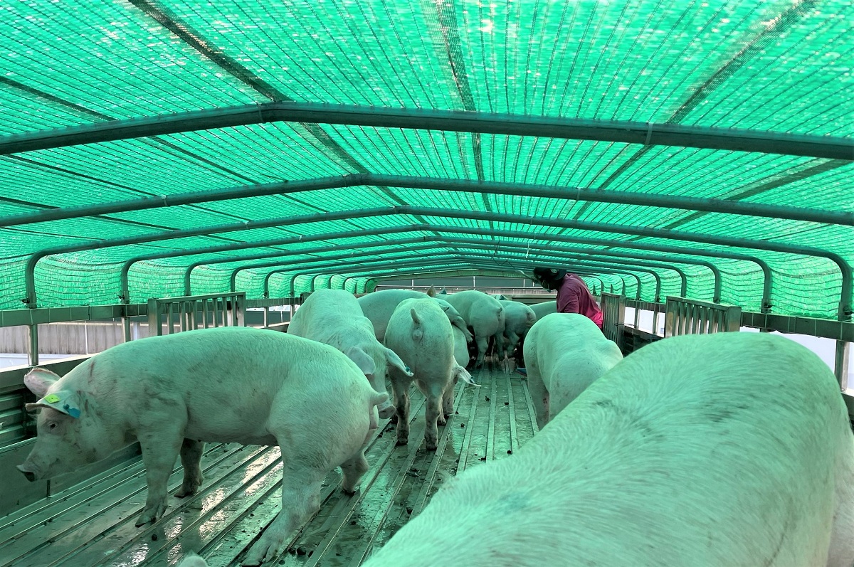 3. Heo giống được bố trí vận chuyển khoảng 150 con_xe(1)  EDIT.jpg