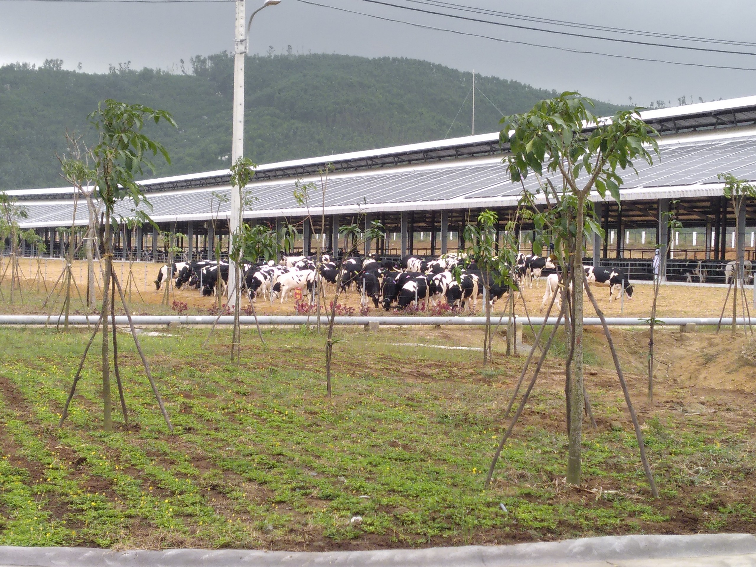 4. Bò được vận chuyển an toàn về trang trại Vinamilk.jpg