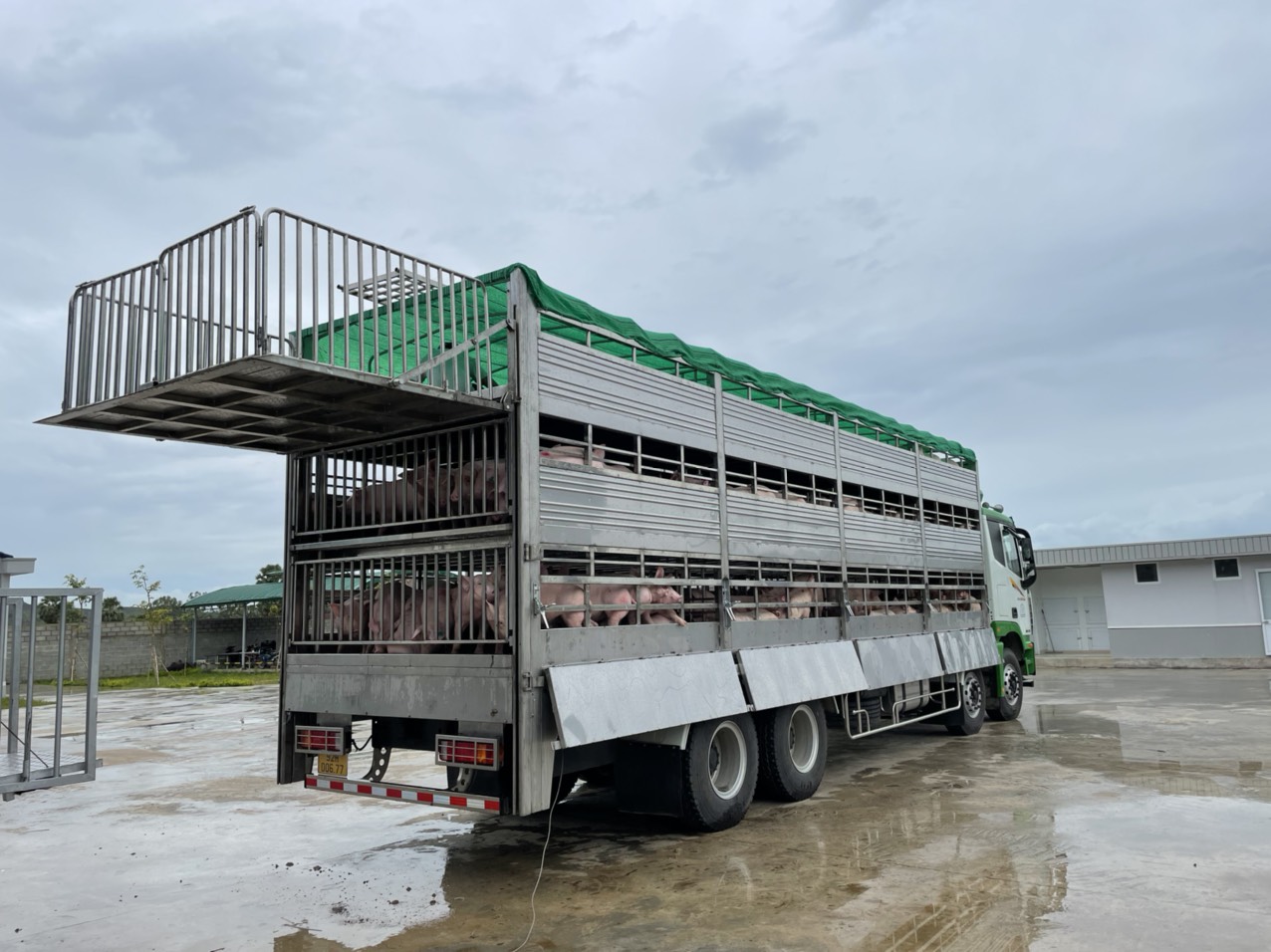 đưa heo lên xe bằng bàn nâng hạ.jpg