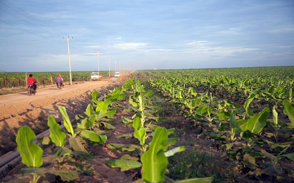 In 2021 THACO Group will invest more than 17,000 billion VND for 3 pillars, a large amount will be poured into HAGL Agri