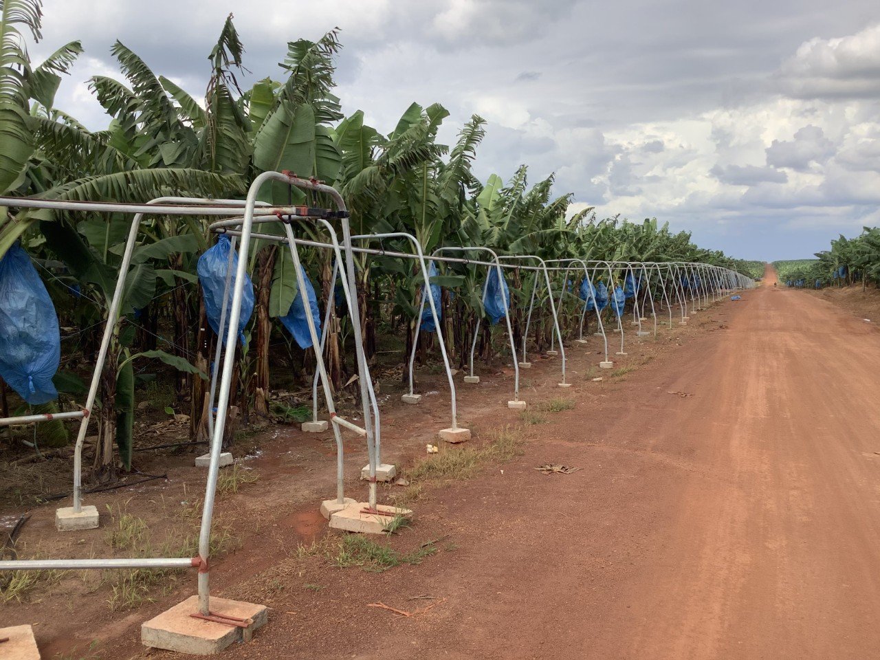 4. ròng rọc chuối.jpg