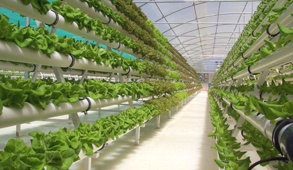 9. Ống nhựa thủy canh được sử dụng trong lĩnh vực nông nghiệp công nghệ cao .jpg.jpg