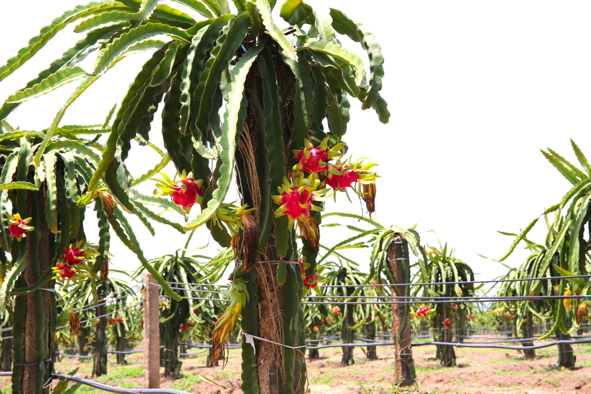 NÔNG TRƯỜNG THANH LONG.jpg