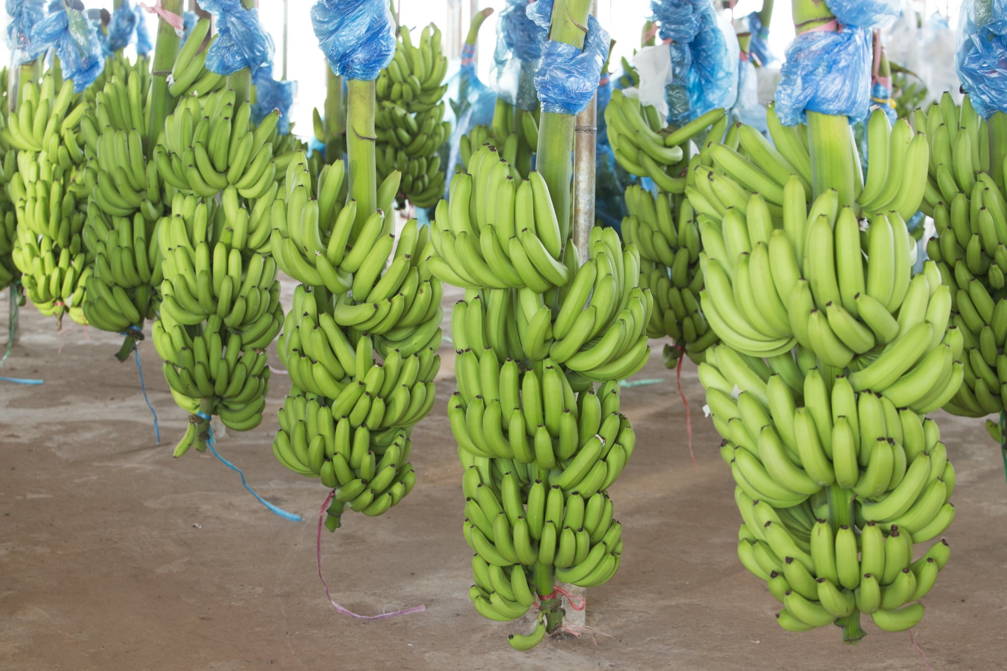 DÂY CHUYỀN THU HOẠCH CHUỐI.jpg