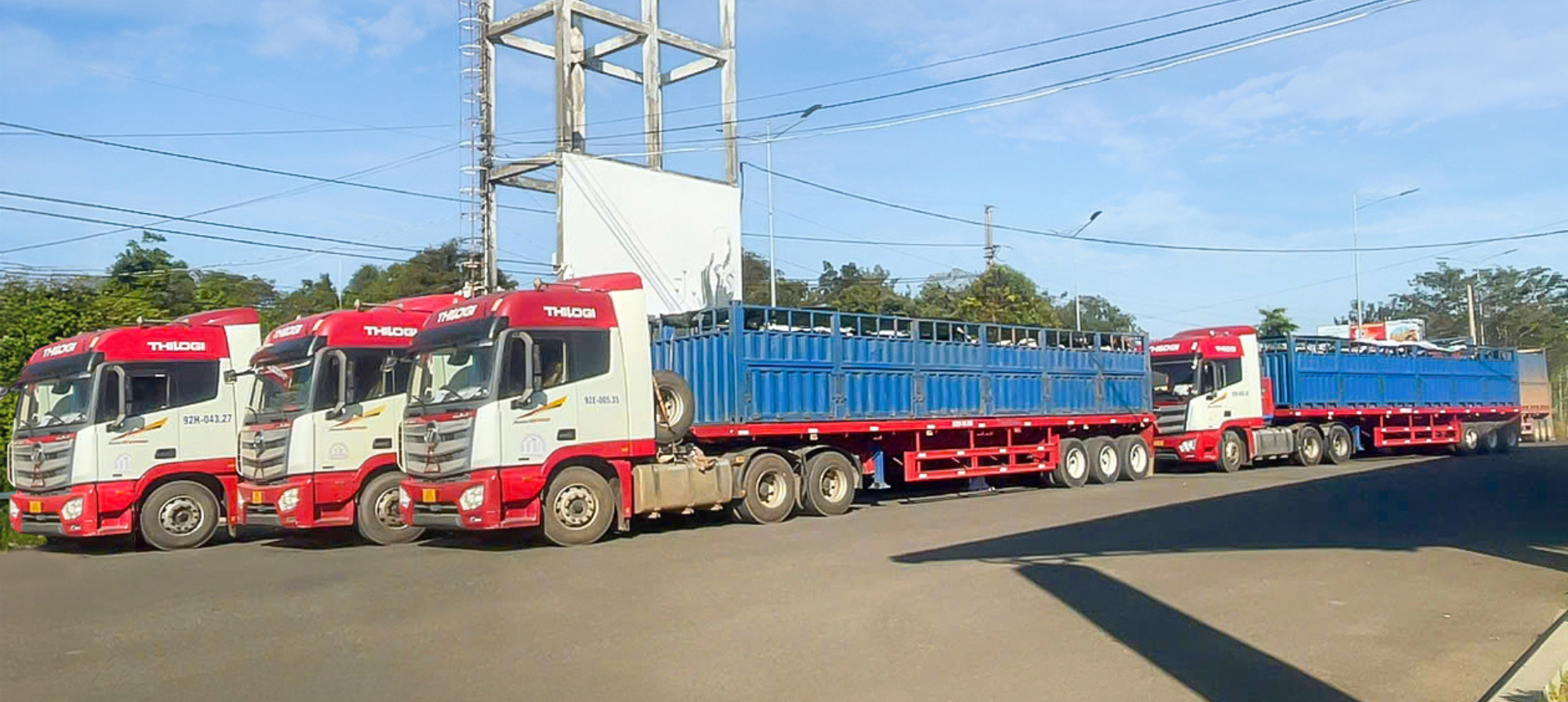 THILOGI tổ chức vận chuyển bò xuất – nhập khẩu quy mô lớn